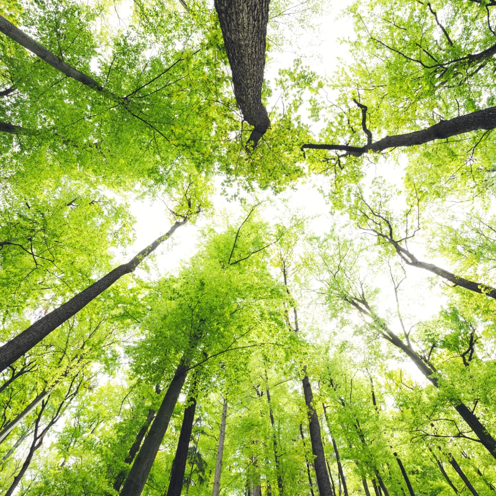Fresh green leaves in forest. View from below.