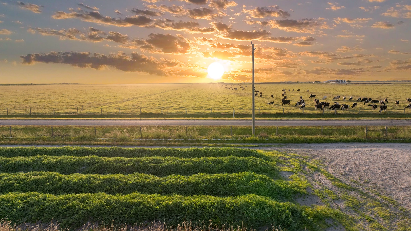 Arial View of Farm with Cows