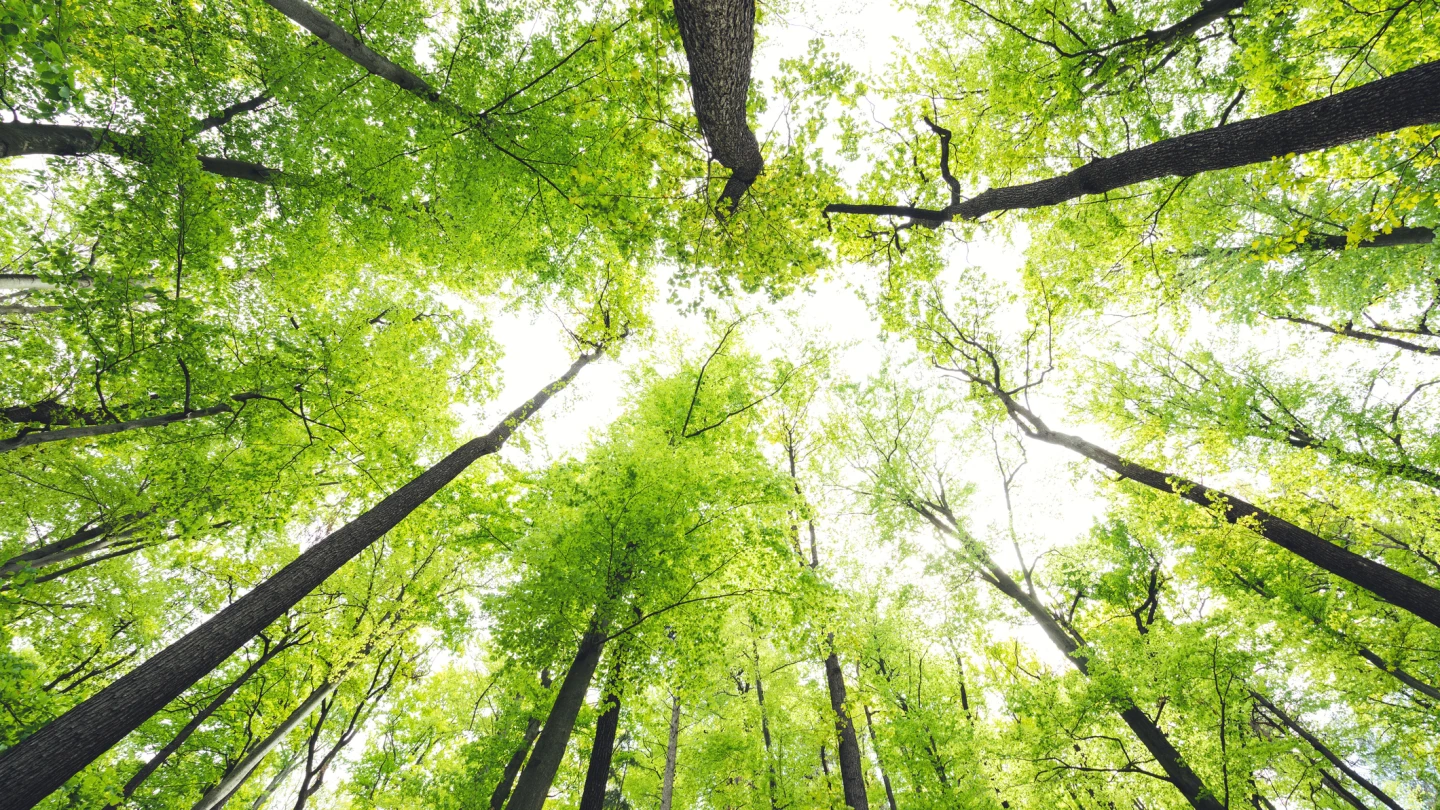 Fresh green leaves in forest. View from below.