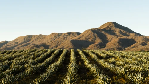 A field of Agave tequilana, commonly called blue agave (agave azul) or tequila agave, is an agave plant that is an important economic product of Jalisco, Mexico.