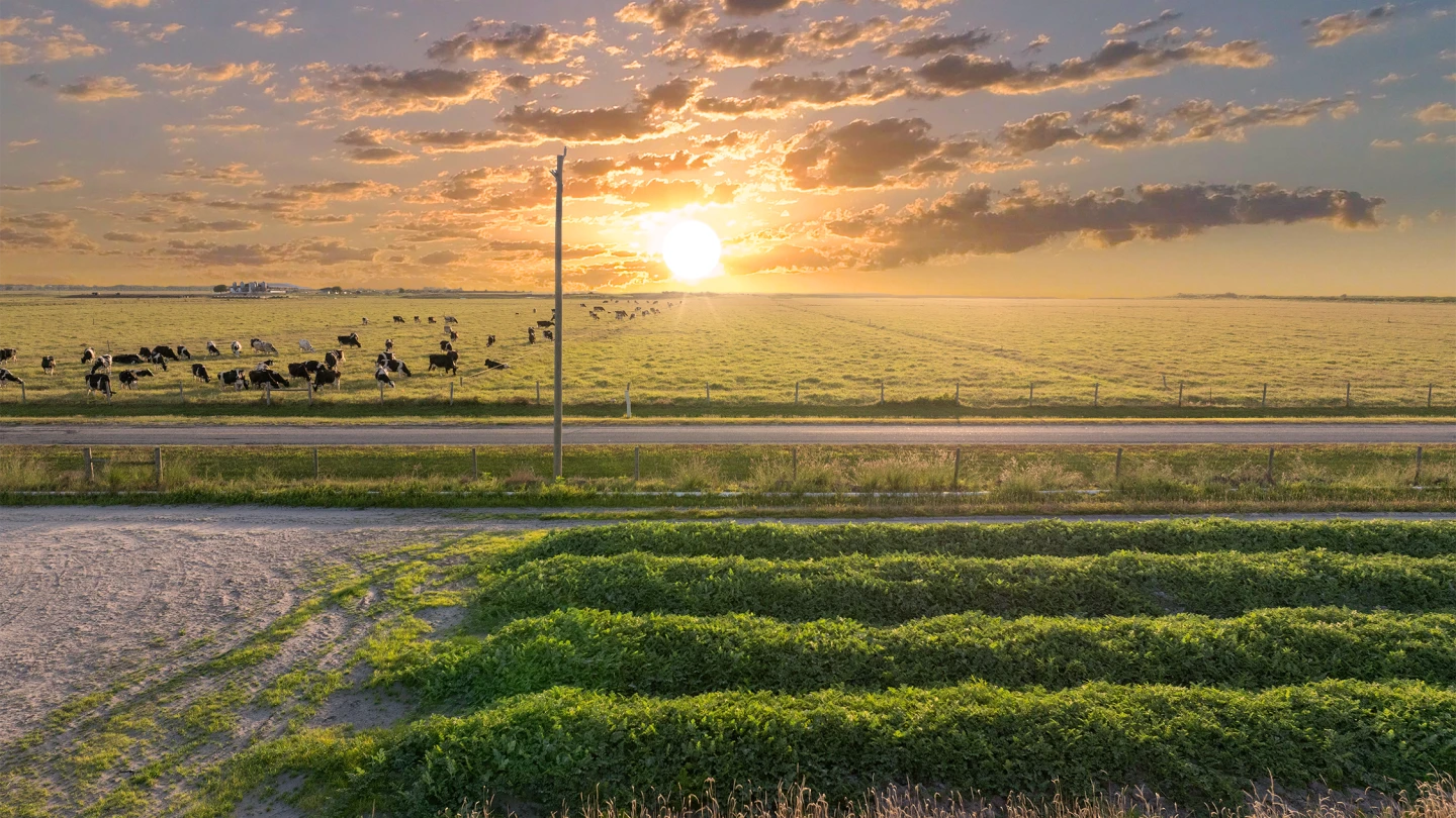 Arial View of Farm with Cows